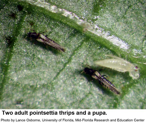 Poinsettia Thrips  NC State Extension Publications