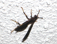 great black wasp nest