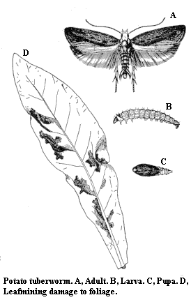 Potato tuberworm. A. Adult. B. Larva. C. Pupa. D. Leafmining dam