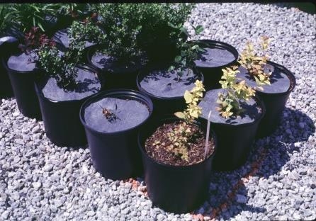 Group of potted plants; one is missing mulch disk