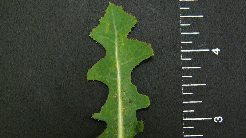 Prickly lettuce leaf margin.