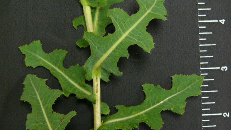 Thumbnail image for Prickly Lettuce