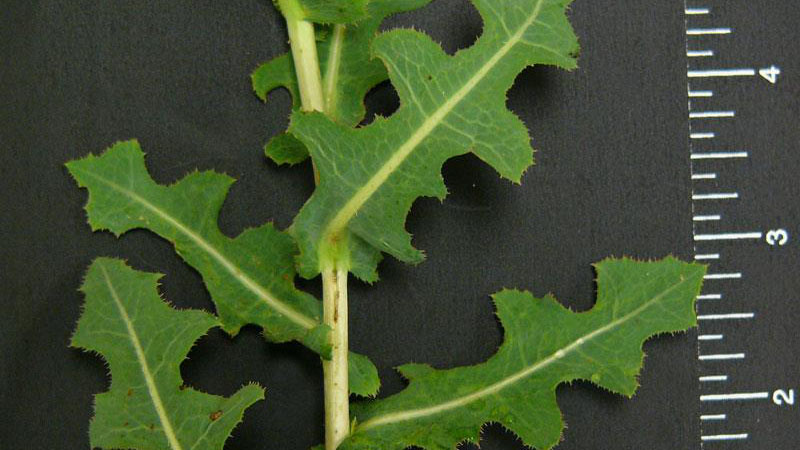 Prickly lettuce leaflet number.