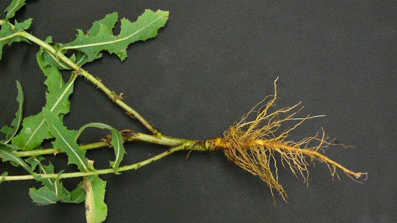 Prickly lettuce root type.