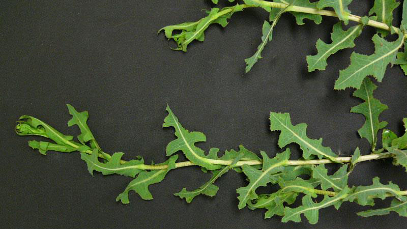 Prickly lettuce leaflet number.