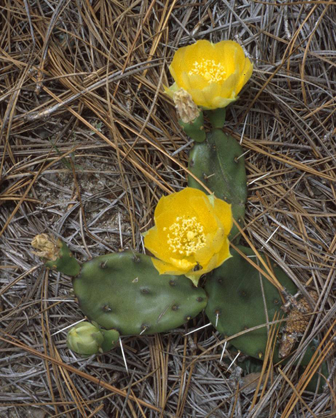 Photo of prickly pear