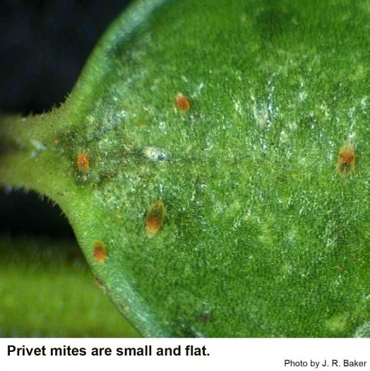 Privet mites are small and flat.