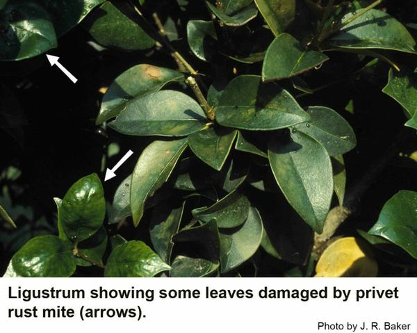 Ligustrum showing some leaves damaged by privet rust mite (arrows).