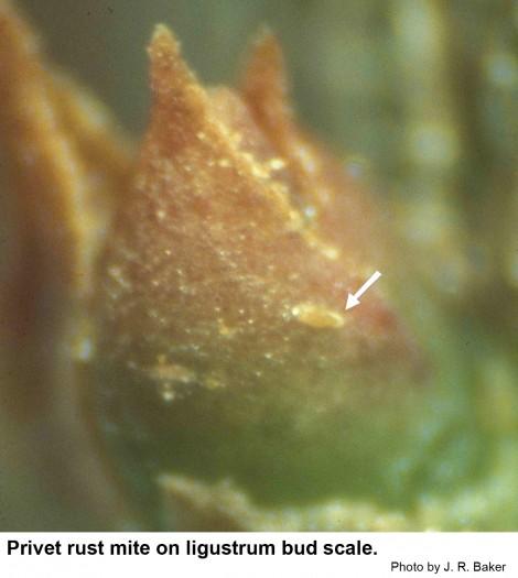 Privet rust mite on ligustrum bud scale indicated with an arrow