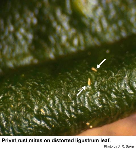 Privet rust mites on a distorted Chinese privet leaf.