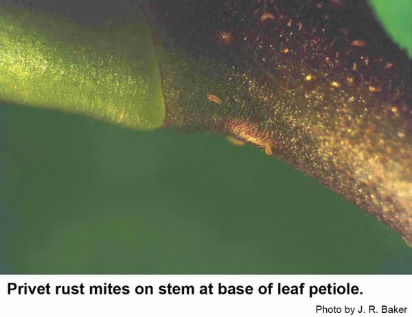 Privet rust mites on stem at base of leaf petiole.
