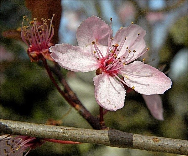 Prunus cerasifera blossom (5-petaled light pink flower with numerous stamens)
