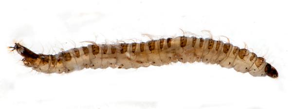 picture of a drain fly larva