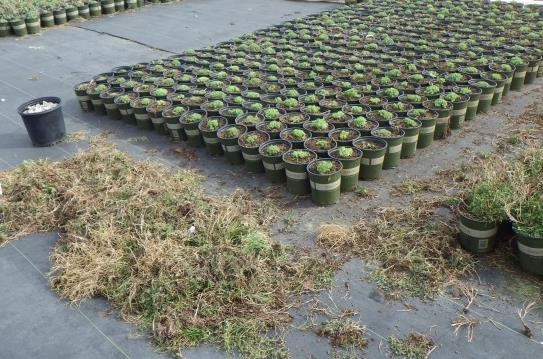pile of pulled weeds