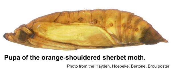 Pupa of the orange-shouldered sherbet moth.