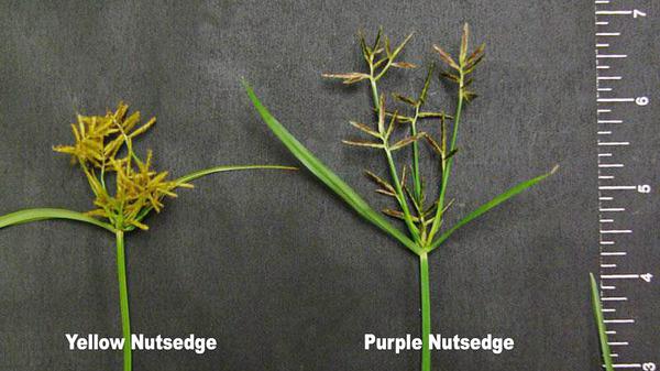Purple versus Yellow Nutsedge Seedhead
