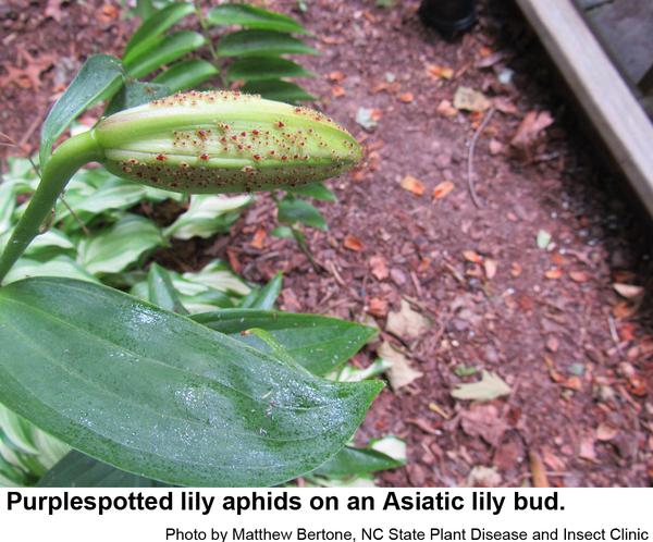 Thumbnail image for Purplespotted Lily Aphid