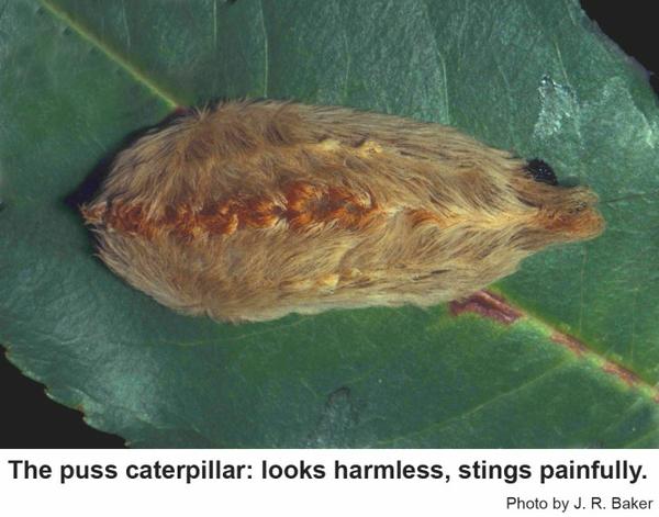 The puss caterpillar looks harmless, but stings painfully