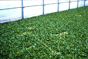 Thumbnail image for Pythium Root Rot in Tobacco Greenhouses