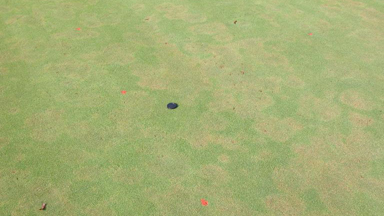 Thumbnail image for Pythium Root Dysfunction in Turf
