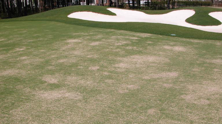 Pythium root dysfunction stand symptoms.