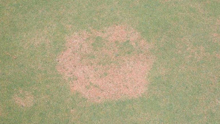 Pythium root dysfunction stand symptoms.