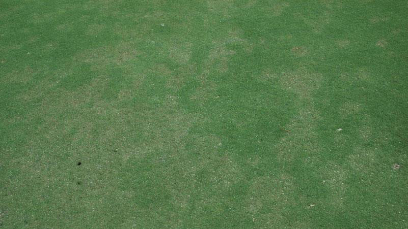 Thumbnail image for Pythium Root Rot in Turf