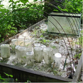 Propagation structure example with mason jars and aquarium protecting plants