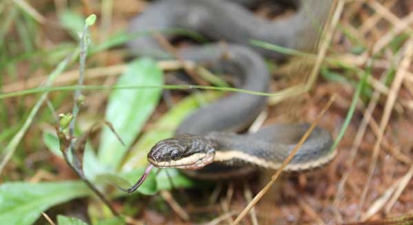 Dark brown snake with rough scales, yellow lips, and yellow lines along each side of the body.