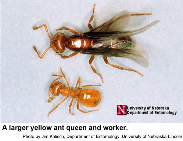 Larger yellow ant queens are darker and larger than their worker