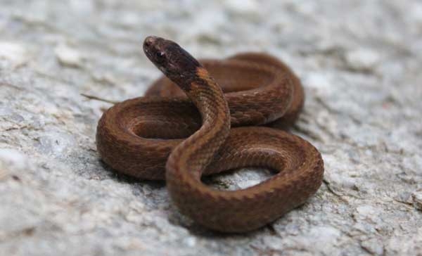 Reddish brown snake with rough scales, a lighter strip down the back, and orange blotches behind the head.