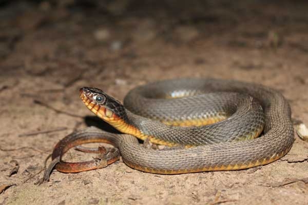 Coiled brownish snake with rough scales with orange coloring on the underside.