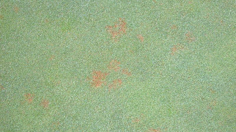 Thumbnail image for Red Leaf Spot in Turf