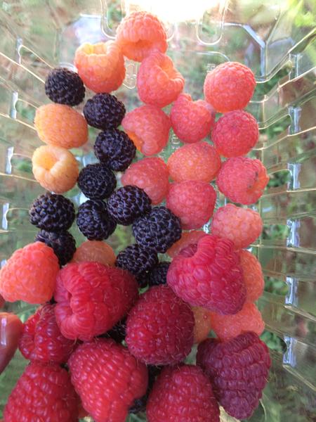 Fruit of red, black and yellow raspberry.