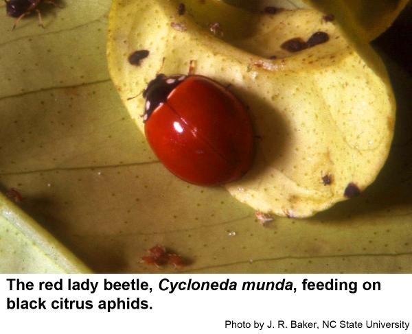 Red lady beetle