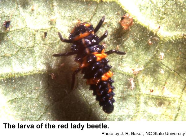 Red lady beetle larva