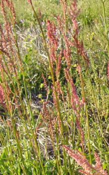 Photo of red sorrel