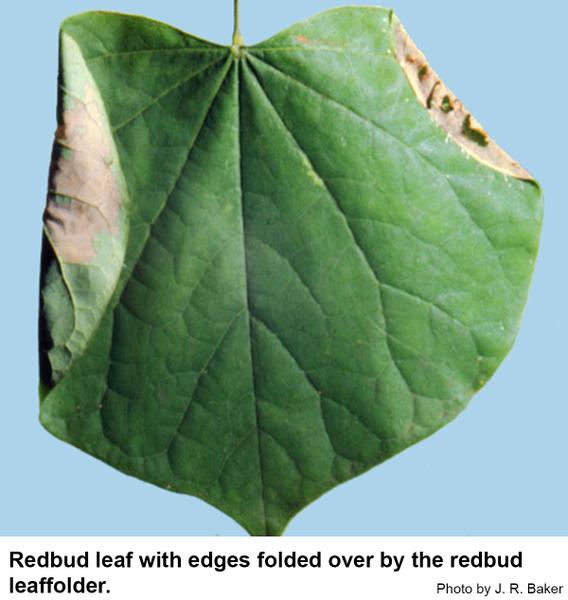 Redbud leaf with edges folded over by the redbud leaffolder