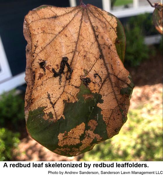 A redbud leaf skeletonized by redbud leaffolders