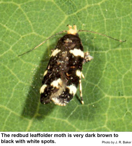 Redbud leaffolder moth is very dark brown to black with white spots