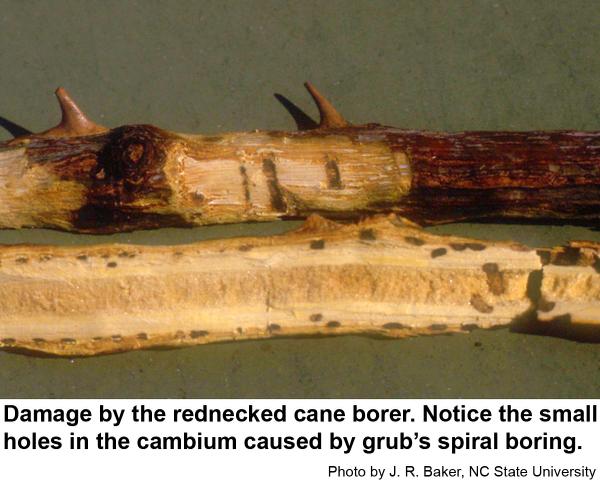 Rednecked cane borer grubs tunnel through the cambium layer