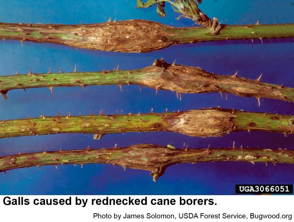 rednecked cane borer galls