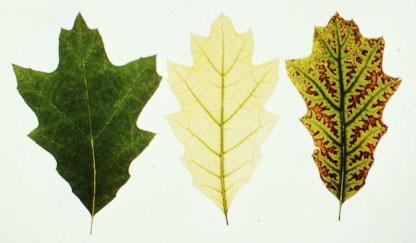 Photo of healthy, chlorotic, and scorch symptoms red oak leaves.