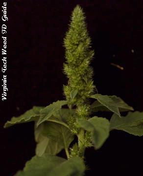 Photo of redroot pigweed seedhead