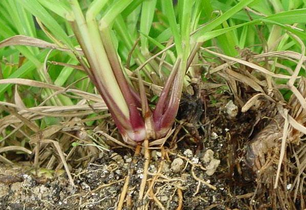Figure 14. Bahiagrass rhizomes.