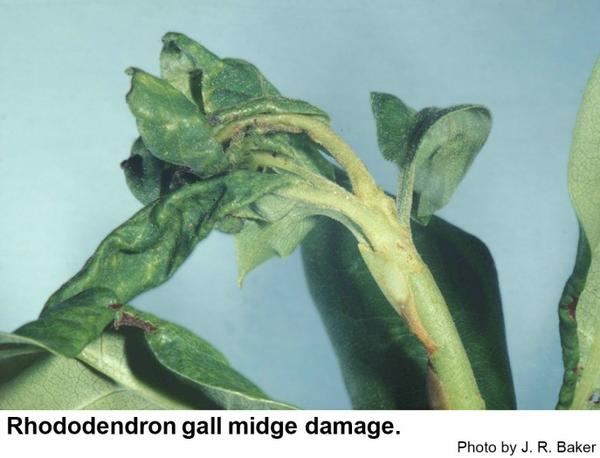 Rhododendron gall midge maggots cause distored growth.