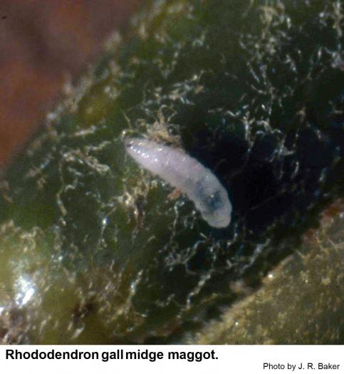 Rhododendron gall midge maggot