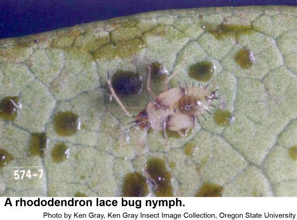 Rhododendron lace bug nymph