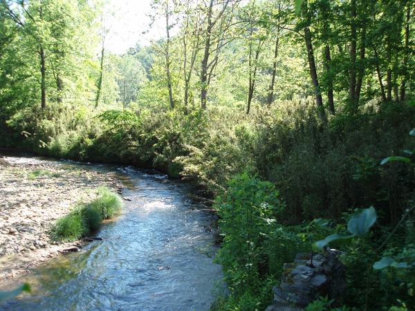A mountain stream with river cane and other vegetation growing