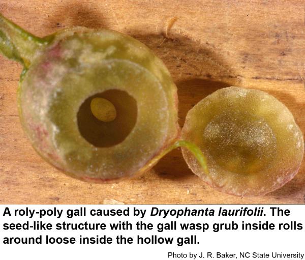 Roly-poly galls are not unusual on willow oaks in spring.